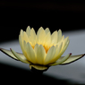 睡蓮・22