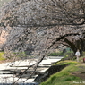 Season of cherry blossom