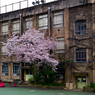 「旧下谷小学校の一本桜」