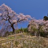 枝垂れ桜～極楽寺①