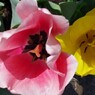 庭に咲く花７「チューリップ①」