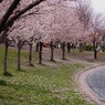 桜便り～lii