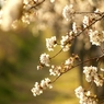 たそがれ桜