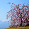 甲斐駒ヶ岳と枝垂れ桜