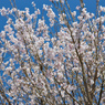 薄墨桜