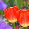 名城公園　チューリップ　5－4