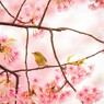 籠の中の鳥Ⅱ