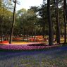 常陸那珂、海浜公園１