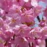 春の花1(桜1)