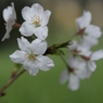 今年の桜　３