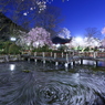 名残の花筏（はないかだ）