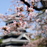 松本城公園　桜