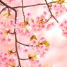 睨めっこ