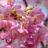 春の花2(桜2)