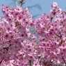 春の花4(桜4)