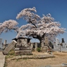 墓地の老木桜 Ⅱ