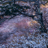 吉野山桜