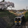 水郡線と桜
