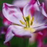 花色