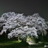 本当の満開　彌明の桜（夜景）