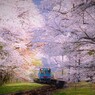 桜色に染まる駅５