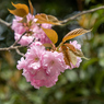 昭和記念公園の花　Ⅲ