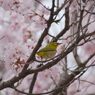 桜花に囲まれて　　DSC_1711