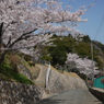 写真エッセイ：桜２：高校の坂道：NTW328