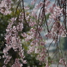 写真句：桜５：枝垂れ桜の誘惑