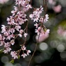 写真句：桜６：花ひかる