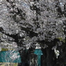 写真句歌：桜８：老い桜