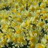 春の花5(水仙)