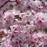 春の花5(桜)