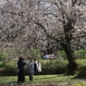 今年の桜　６