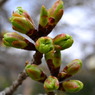 桜　もうすぐ