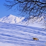 今日を生きる～林影の雪原を駈ける