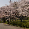 写真エッセイ：桜10：さくら公園１：NTW334