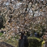 今年の桜　７