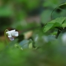 小さくても春の花　２３