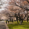 写真句：桜12：さくら公園３：NTW336