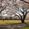 写真エッセイ：桜13：さくら公園４：NTW337