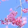 2022年ありがとう桜さようなら桜①