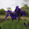 花菖蒲3