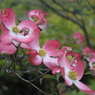 花水木1