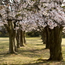 写真句：桜14：さくら公園５
