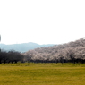 写真エッセイ：桜15：さくら公園６：NTW338