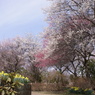 錦鯉公園の梅