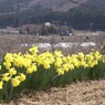 水仙と農村風景