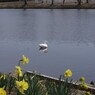 アヒル