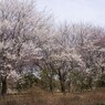 大きな木